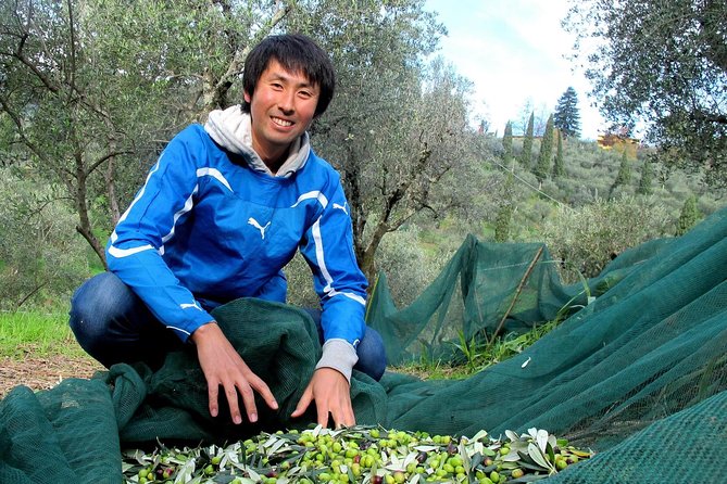 Guided tours of the olive grove with oil tasting. - The guides make the two hours count