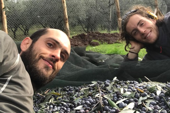 Guided tours of the olive grove with oil tasting. - Walking through the fields, equipment, and cellar