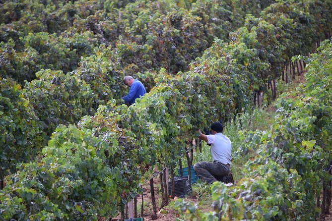Guided Wine and Olive oil tasting - What happens during the one-hour tasting
