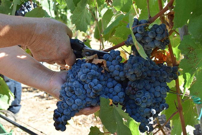 Guided Wine and Olive oil tasting - Small-batch production and buying bottles