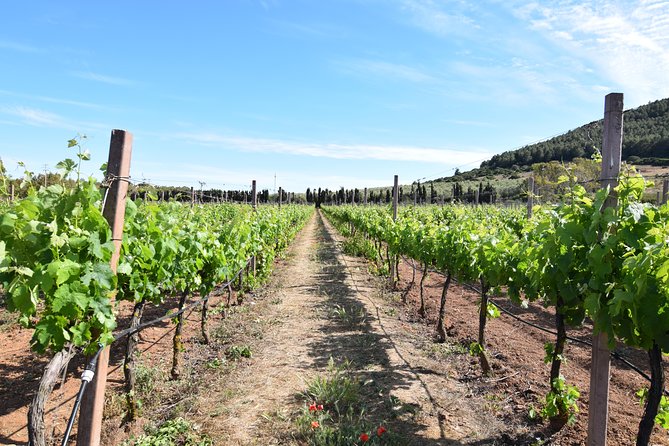 Guided Wine and Olive oil tasting - Who will enjoy this tasting most