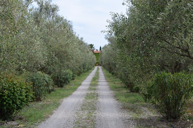 Guided Wine and Olive oil tasting - A useful one-hour plan for your Alghero stay