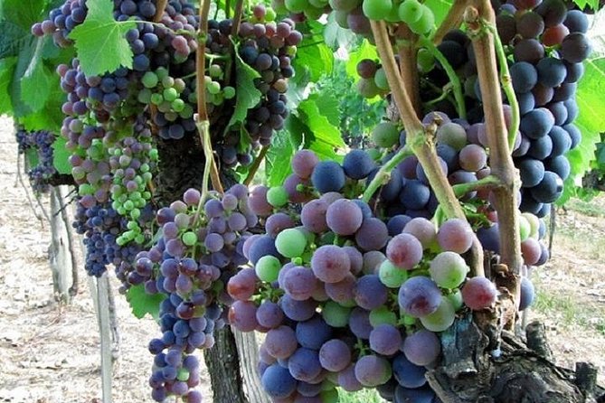 Half-Day Chianti Wine and Olive Oil Tour from Viareggio - A short stop in Leonardo da Vinci’s birthplace
