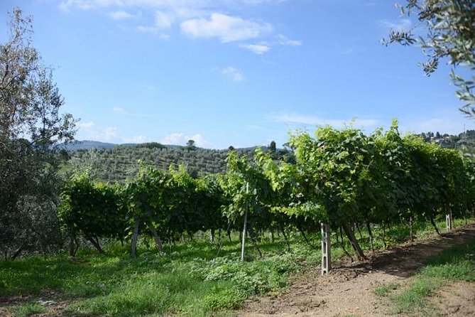 Half-Day Chianti Wine and Olive Oil Tour from Viareggio - Who will get the most from this outing