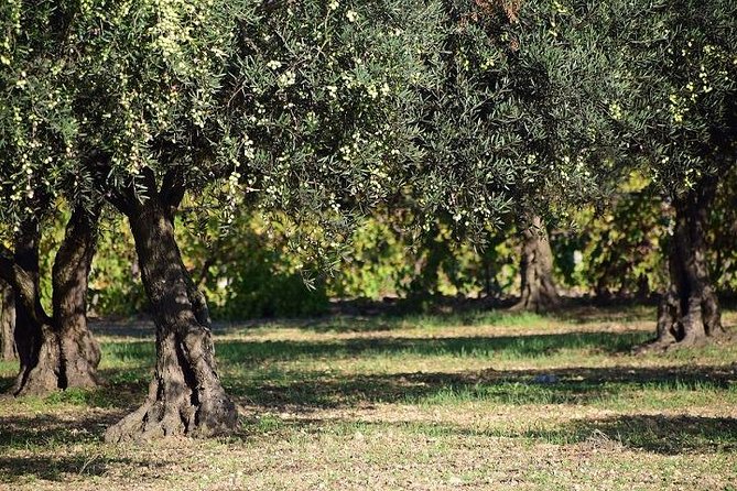 Half-Day Chianti Wine and Olive Oil Tour from Viareggio - Booking, cancellation, and practical value