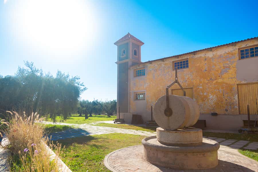 Half Day Tour of Wineries and Olive Oil from Mendoza - The olive oil stop adds more than another tasting