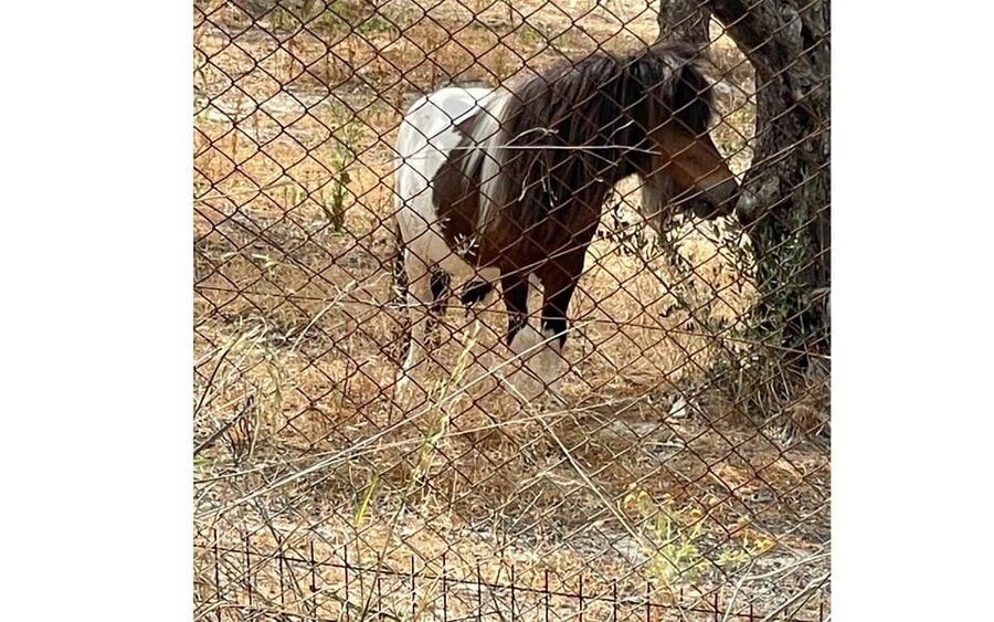Heraklion :Olive & Dragon Farm Tour & Cretan Farmers Brunch - What arrives on the brunch table