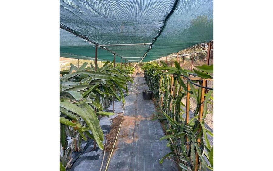 Heraklion :Olive & Dragon Farm Tour & Cretan Farmers Brunch - Who will enjoy this farm visit most