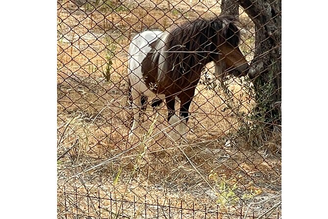 Heraklion:Olive & Dragon Fruit Farm Tour & Cretan Farmers Brunch - Starting at Ευαγγελισμού 135 in Prassas