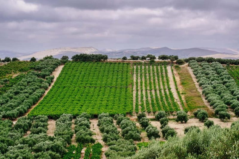 Heraklion: Olive oil and Wine Tour with Lunch - Ancient wine culture along the way