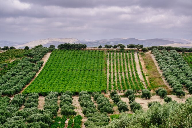 Heraklion Private Olive Oil and Wine Gastronomy tour with Lunch - Kleanthi Olive Farm and the taste of fresh oil