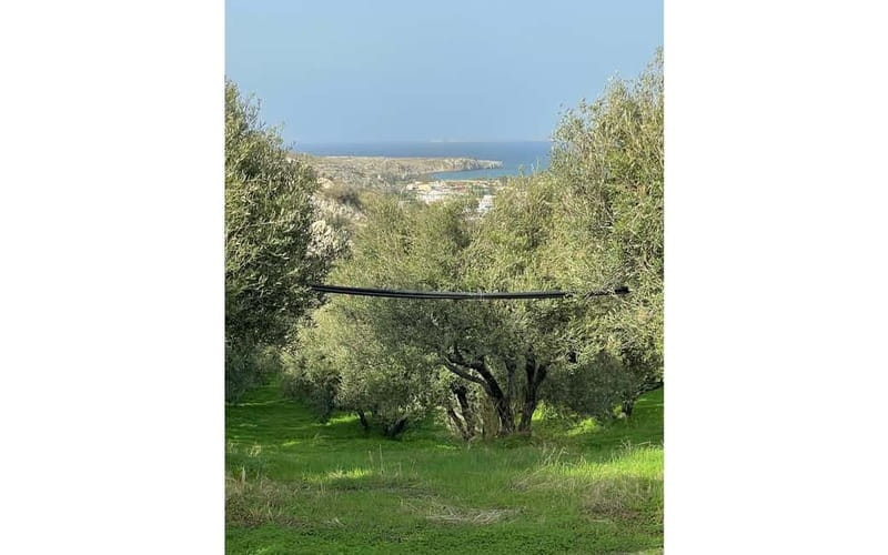 Heraklion: Sunset BBQ in the Olive Grove - Booking details worth knowing