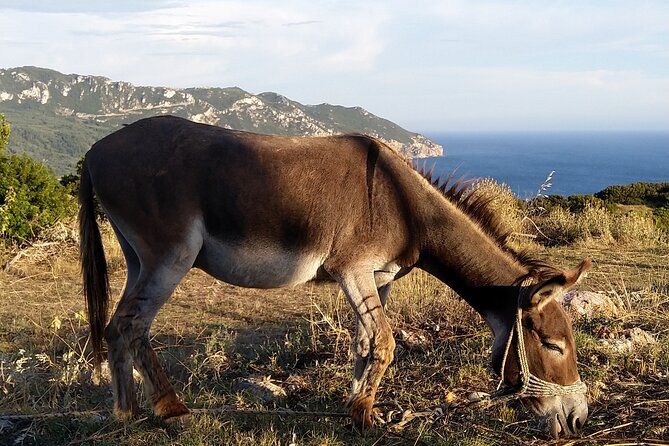 Hiking in the Olive Groves,Villages,Sunset,with Swim Stop - What to bring for the evening