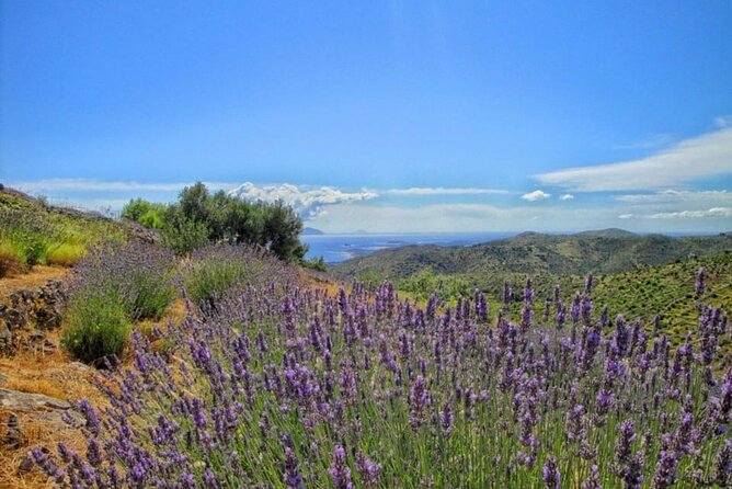 Hvar: Island tour with Wine and Olive Oil Tasting - Crossing Hvar’s old road through the interior