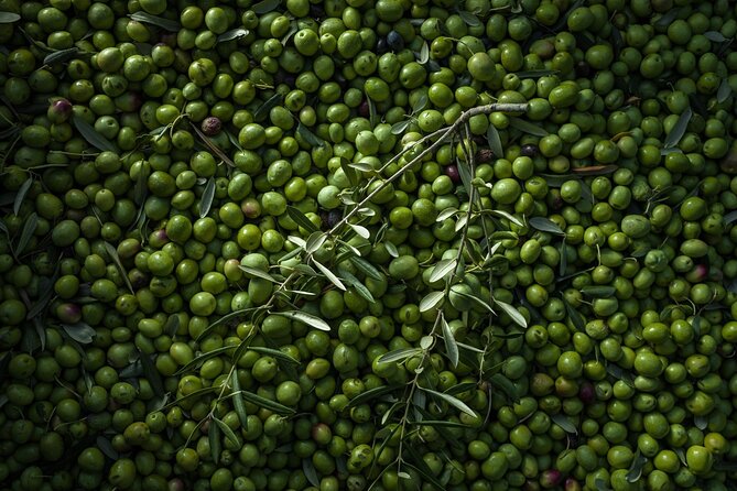 Hvar: Island tour with Wine and Olive Oil Tasting - Tasting Duboković wines in Jelsa