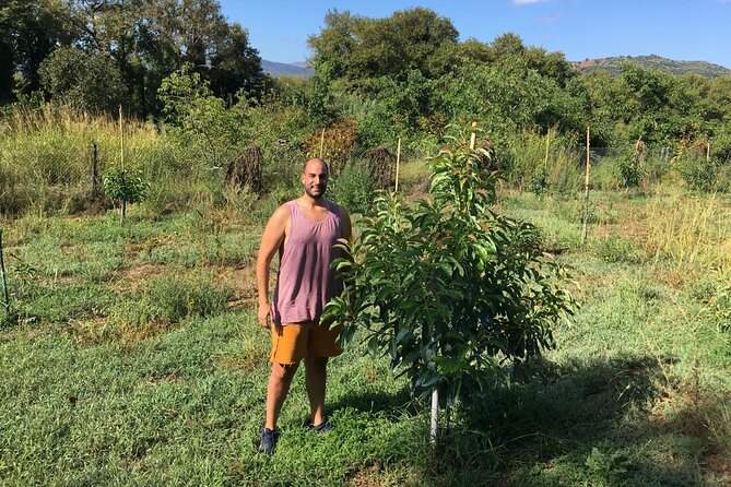 In Crete Discover the miracle of Olive Oil and Organic Fruits - Kalyves: fruit, olive trees, and working farm life