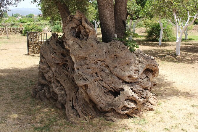 In Crete Discover the miracle of Olive Oil and Organic Fruits - Malaxa: wide views across Chania