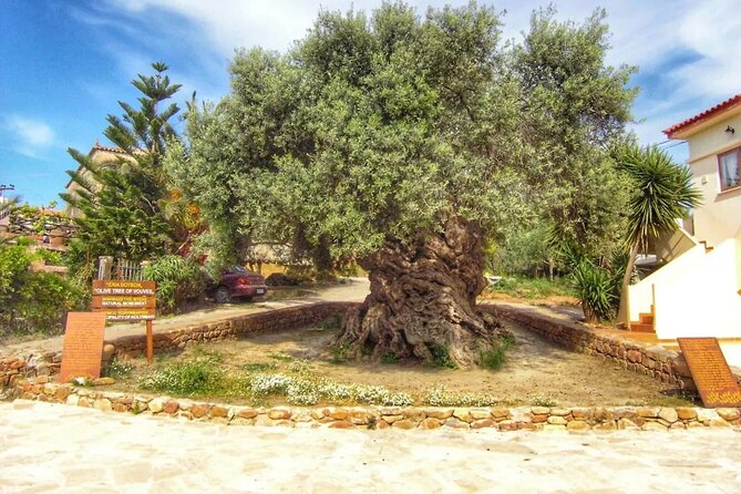 In Crete Discover the miracle of Olive Oil and Organic Fruits - What the six to seven hours really involve
