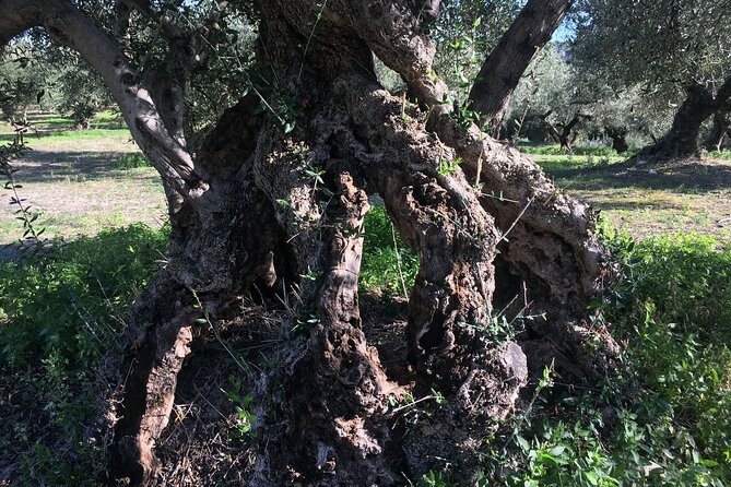 In Crete Discover the miracle of Olive Oil and Organic Fruits - Vryses: a traditional mill and a riverside pause