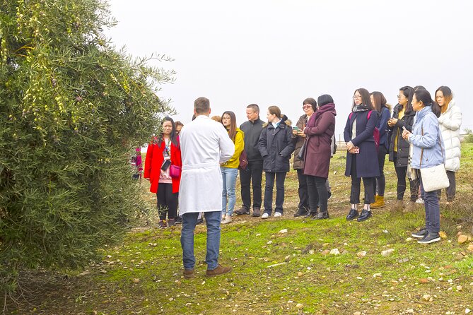 Jaén Discover the Secrets of Olive Oil: Tour & Sensory Tasting - The harvest story, from grove to bottle