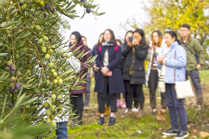 Jaén Discover the Secrets of Olive Oil: Tour & Sensory Tasting - Inside the Picualia mill near Bailén