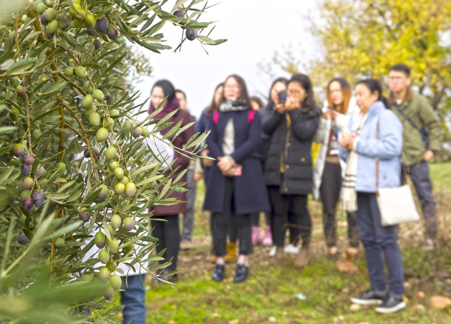 Jaén Discover the Secrets of Olive Oil: Tour & Tasting - How much value do you get for $31?