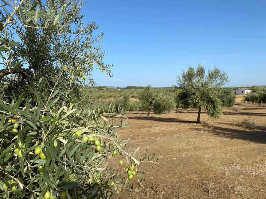 Jaén Discover the Secrets of Olive Oil: Tour & Tasting - Choosing the right time and language