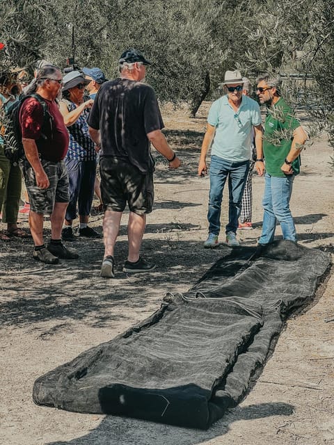 Jaén: Guided Olive Grove Tour - Why Jaén is the right place to learn about olive oil