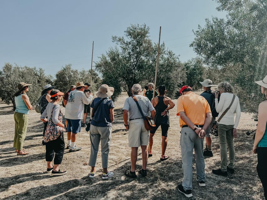 Jaén: Guided Olive Grove Tour - Inside the olive mill, from reception to extraction