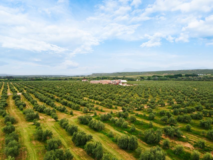 Jaen: Olive oil tour with the 5 senses, grove and tasing - Key points to know before you go