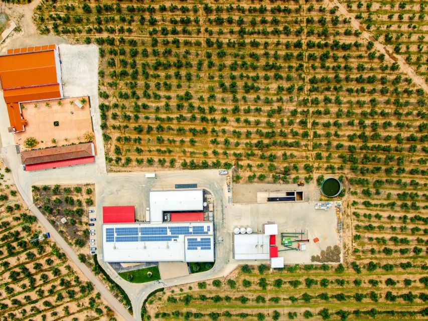 Jaen: Olive oil tour with the 5 senses, grove and tasing - Learning to taste oil with all five senses