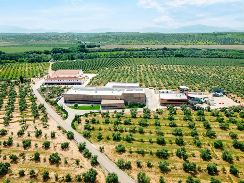 Jaen: Olive oil tour with the 5 senses, grove and tasing - Is the Aires de Jaén tour right for you?