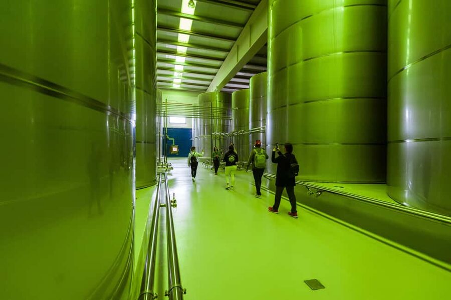 Jaén: Unforgettable visit to the olive mill + EVOO tasting - Start with Jaén’s olive tree culture