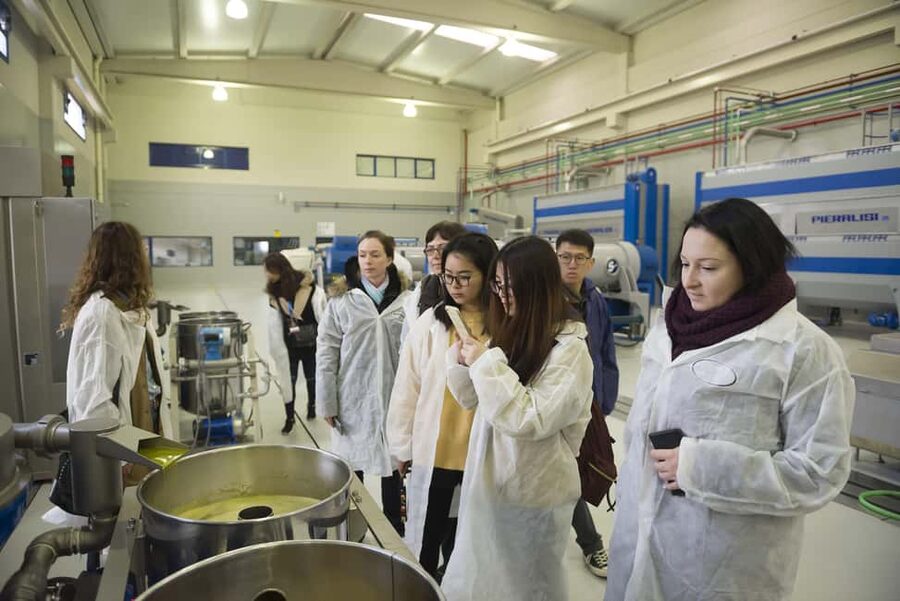 Jaén: Unforgettable visit to the olive mill + EVOO tasting - Taste Picualia’s award-winning oils