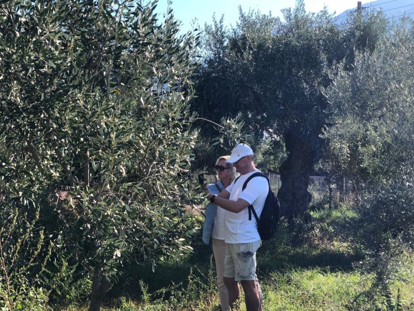 Kalamata, Greece: Organic Olive Grove Tour-Olive oil tasting - My verdict on Maria’s private olive oil experience