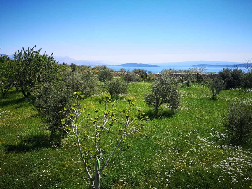Kastela: Wine & Olive Tasting Tour w/Delicacies & Live Music - A Dalmatian Table Under the Pergola