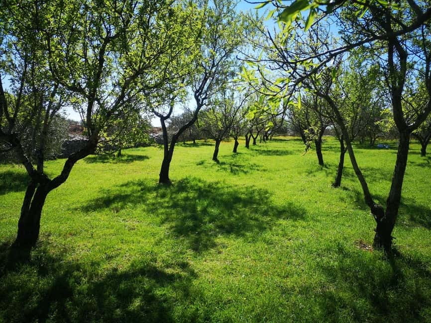 Kastela: Wine & Olive Tasting Tour w/Delicacies & Live Music - From Grapes to Wine in the Cellar