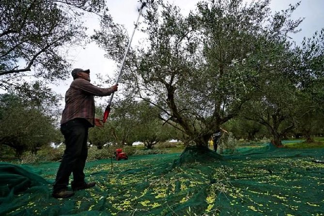 Katakolon Small Group Tour: Olympic site, Honey/Olive Oil Tasting - Should you book this Katakolo tour?