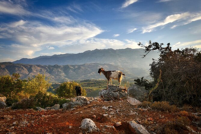 Knossos & Lasithi Plateau: Villages, Olive Oil Tour From Elounda - Mochos brings the day back to village life