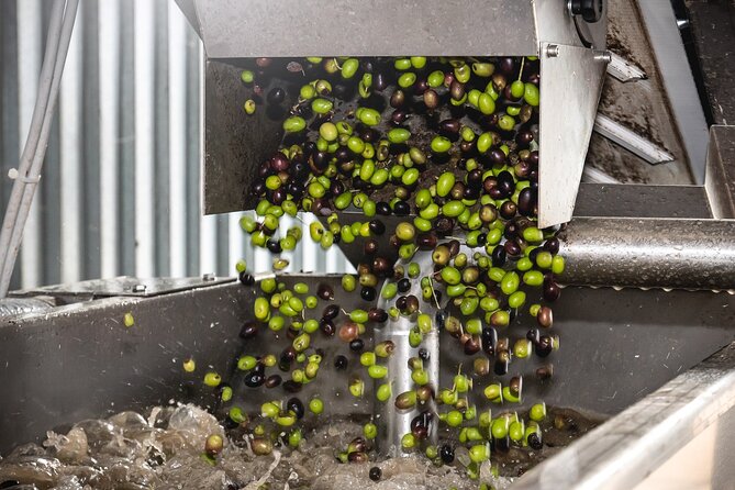 Lake Garda Olive Oil Tour and Tasting Experience - Who will enjoy this Bardolino experience most
