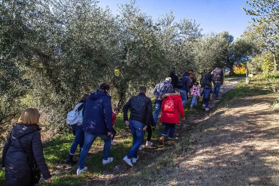 Lake Garda: Tour with 4 Olive Oil Tasting & Local Food - The one-hour tasting: compare oil with purpose