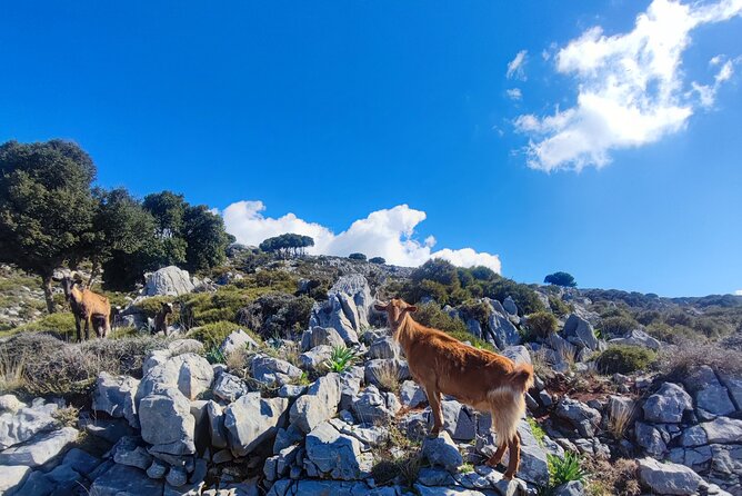 Lasithi plateau,wine and olive oil tasting,Greek Mythology park - Aposelemis Dam and the sunken village