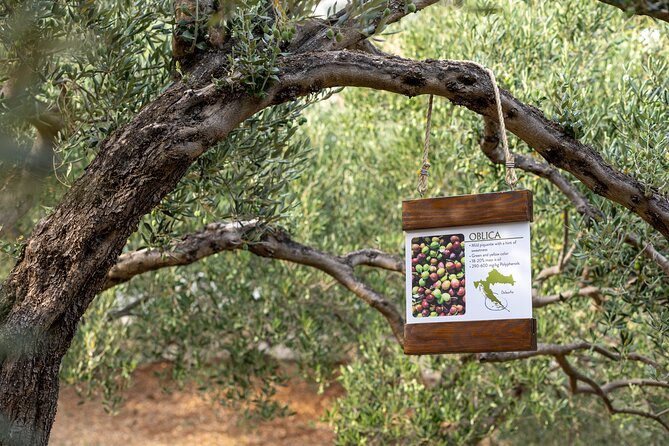 Makarska Tuk Tuk Tour Olive Grove, Scenic Views and Tastings - St. Peter’s Peninsula and the final tasting