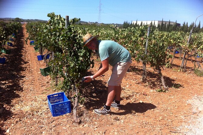 Mallorca Bodega & Olive Minibus Tour incl. Pick-up South Coast - Why this tour works for food-minded visitors