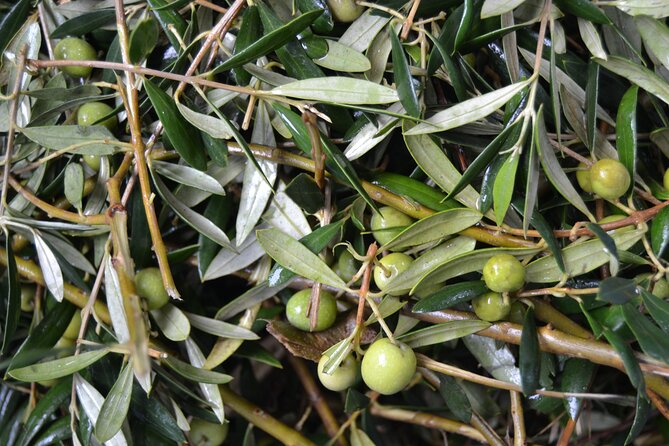 Mallorca Bodega & Olive Minibus Tour incl. Pick-up South Coast - At the olive-oil finca