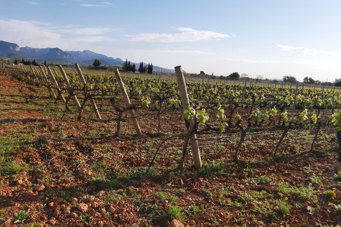 Mallorca Bodega & Olive Minibus Tour incl. Pick-up South Coast - What the small group changes