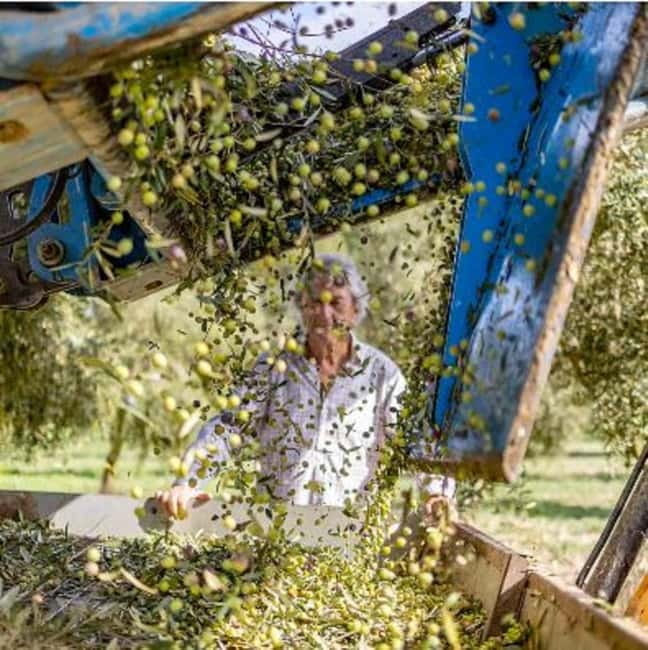 Mallorca: Bodega & Olives Minibustour with wine/oil tasting - Key points at a glance