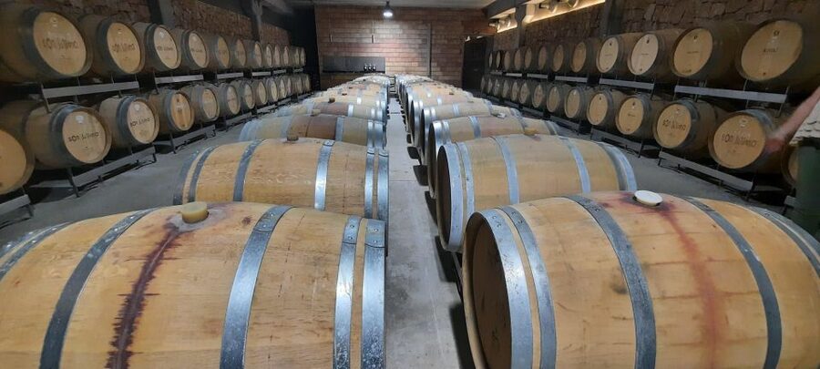 Mallorca: Bodega & Olives Minibustour with wine/oil tasting - Should you book the Bodega and Olives Minibus Tour?