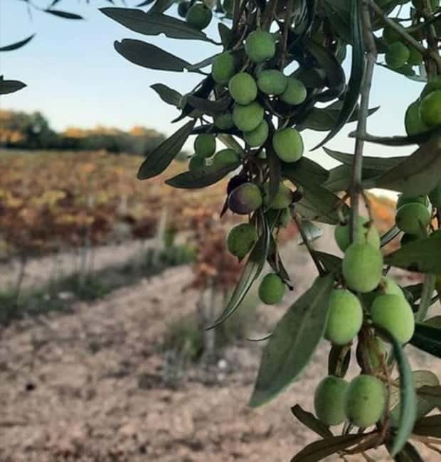 Mallorca: Bodega & Olives Minibustour with wine/oil tasting - The small-group difference