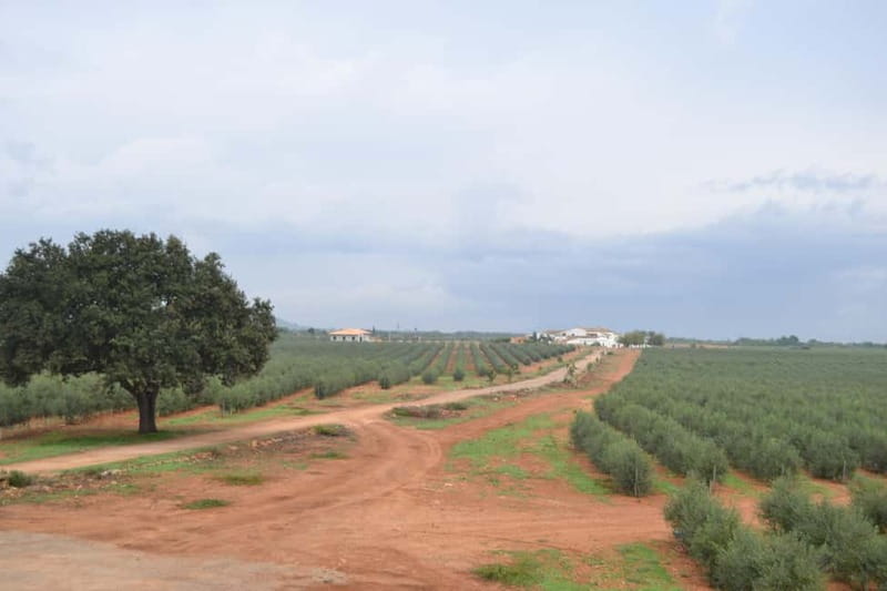 Mallorca: Bodega & Olives Minibustour with wine/oil tasting - The drive inland, through vineyards and small towns